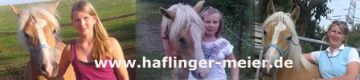 Haflinger Meier