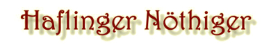 Haflinger Nöthiger
