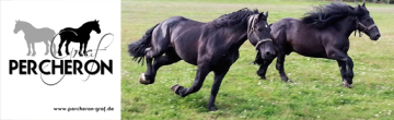 Percheron Graf Albert