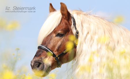 Haflinger Hengst liz. Steiermark, Rapsfeld, Mai 2015