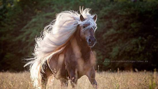 Gigantisches Mähnenspiel, Haflinger Hengst Stoffl von Haflinger Luber
